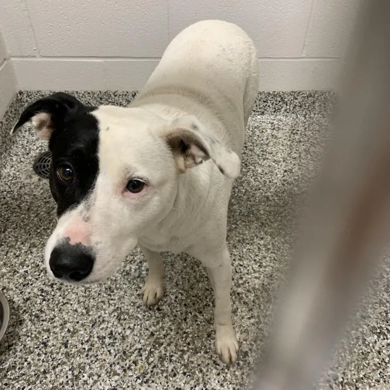A young medium-sized female Black Feist dog named Tilly for adoption in Morganton, NC