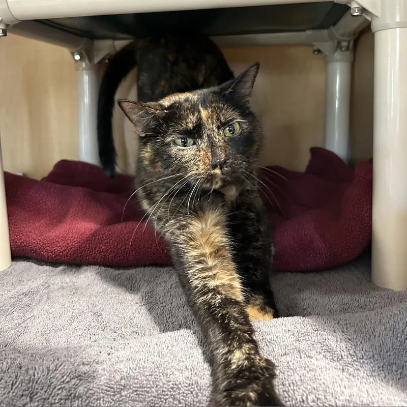An adult large-sized female Black Domestic Short Hair cat named Nylah Fka Butterbean for adoption in Chesapeake, VA