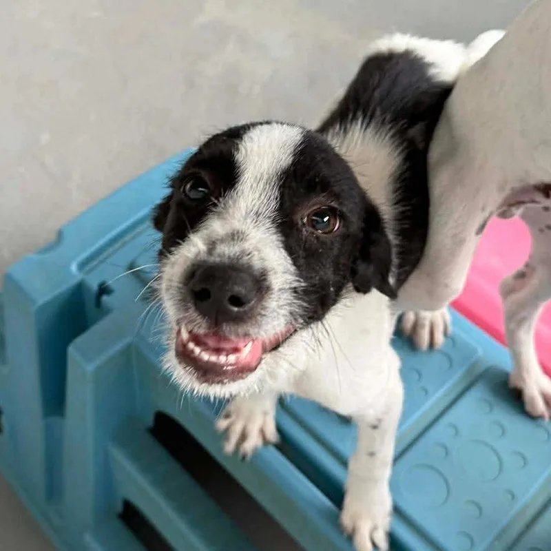A baby medium-sized female Black Wirehaired Terrier dog named Louise for adoption in Carmel, NY