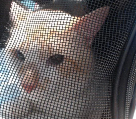 An adult medium-sized male Domestic Short Hair cat named Charlie for adoption in Houston, TX