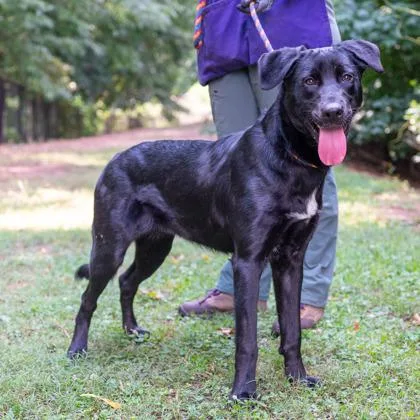 A young large-sized female Mixed Breed dog named Rattlebee for adoption in Chamblee, GA