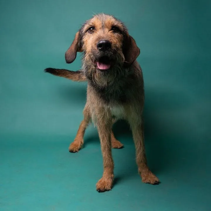 Tommy Boy thumbnail 2