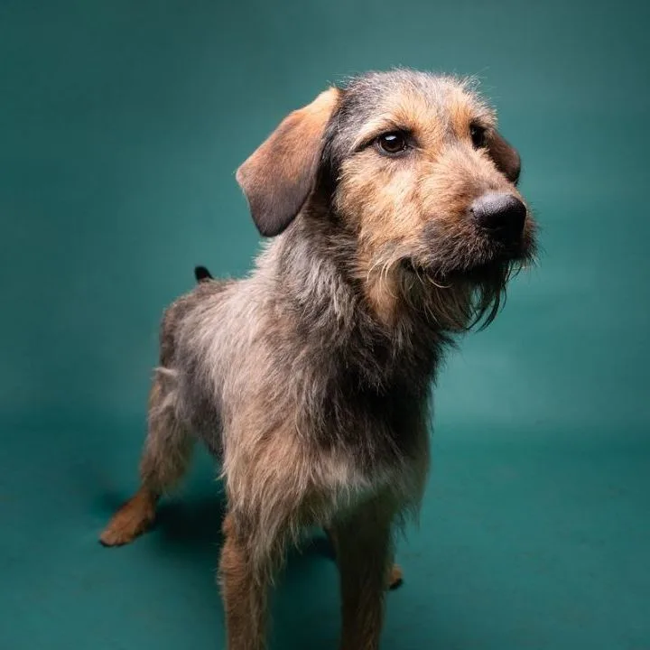 Tommy Boy thumbnail 3