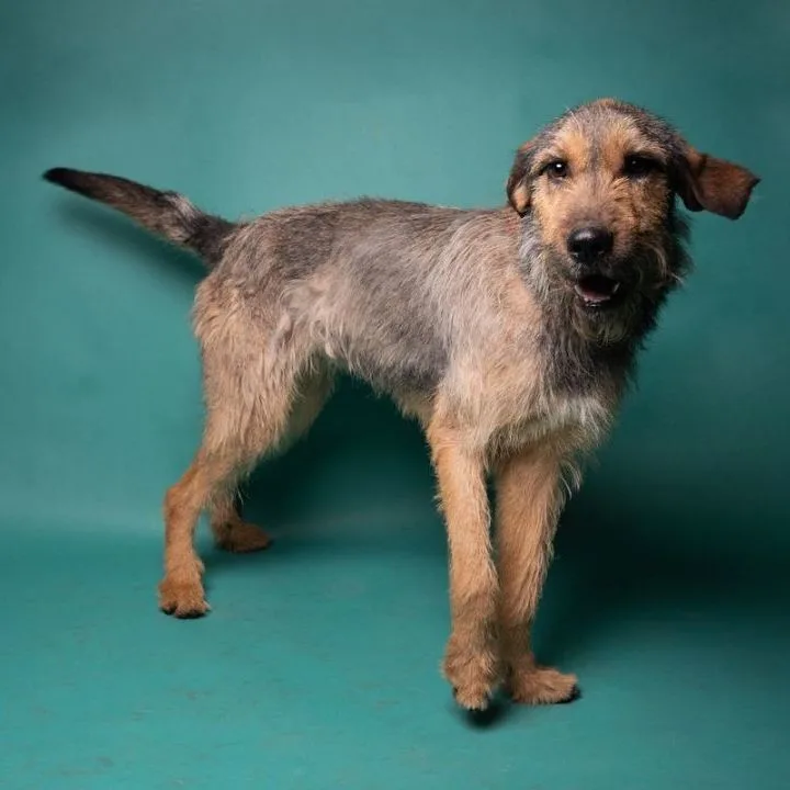 Tommy Boy thumbnail 4