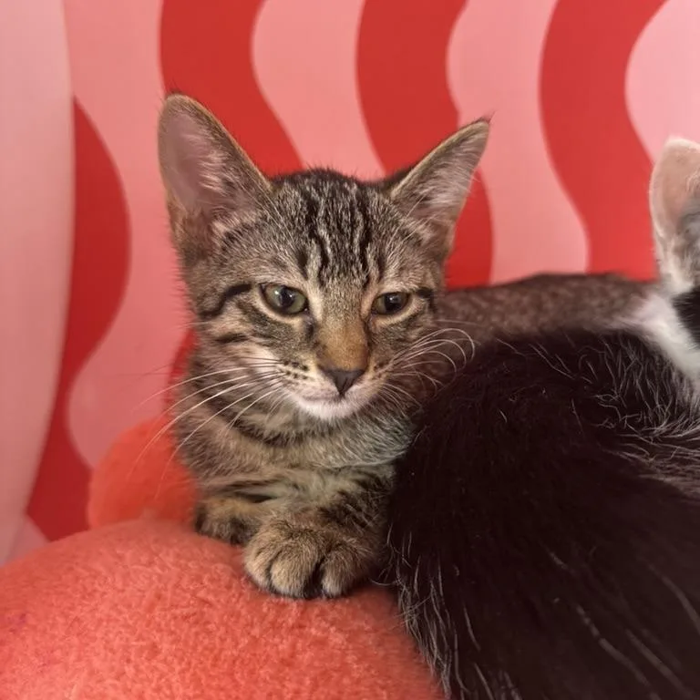 A baby small-sized female Buff / Tan / Fawn Domestic Short Hair cat named Mittens for adoption in Forest Park, IL