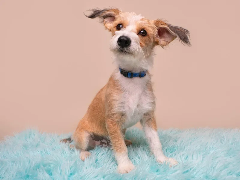 A baby small-sized male Jack Russell Terrier dog named Toaster for adoption in Palo Alto, CA
