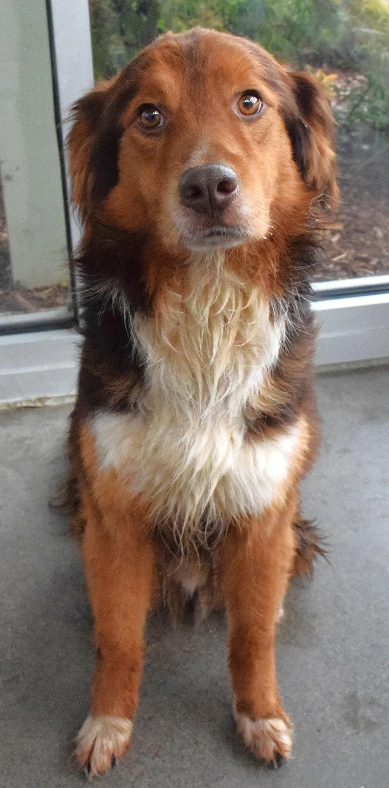 An adult medium-sized male Tricolor (Brown, Black, & White) Australian Shepherd dog named 22329 for adoption in Broken Arrow, OK
