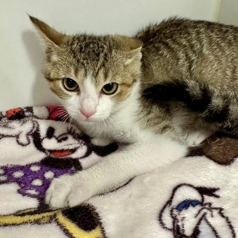 A baby small-sized male Brown / Chocolate Domestic Short Hair cat named Paprika for adoption in Hawthorne, CA