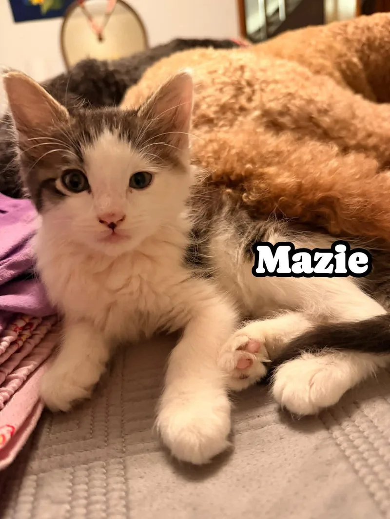 Mazie thumbnail 6