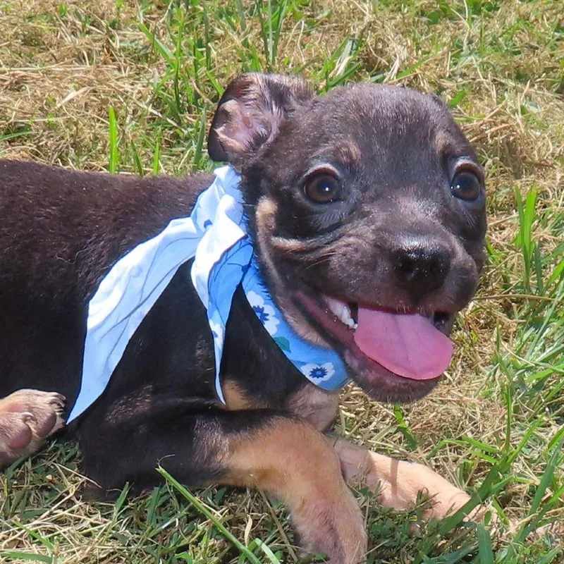 A baby medium-sized male Pit Bull Terrier dog named Bongo D for adoption in Minnetonka, MN