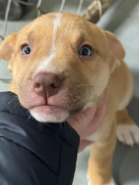 A baby medium-sized female White / Cream Labrador Retriever dog named Thumper for adoption in Mishawaka, IN