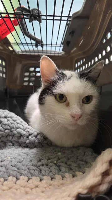 A senior small-sized female Domestic Short Hair cat named Aspen for adoption in Omaha, NE