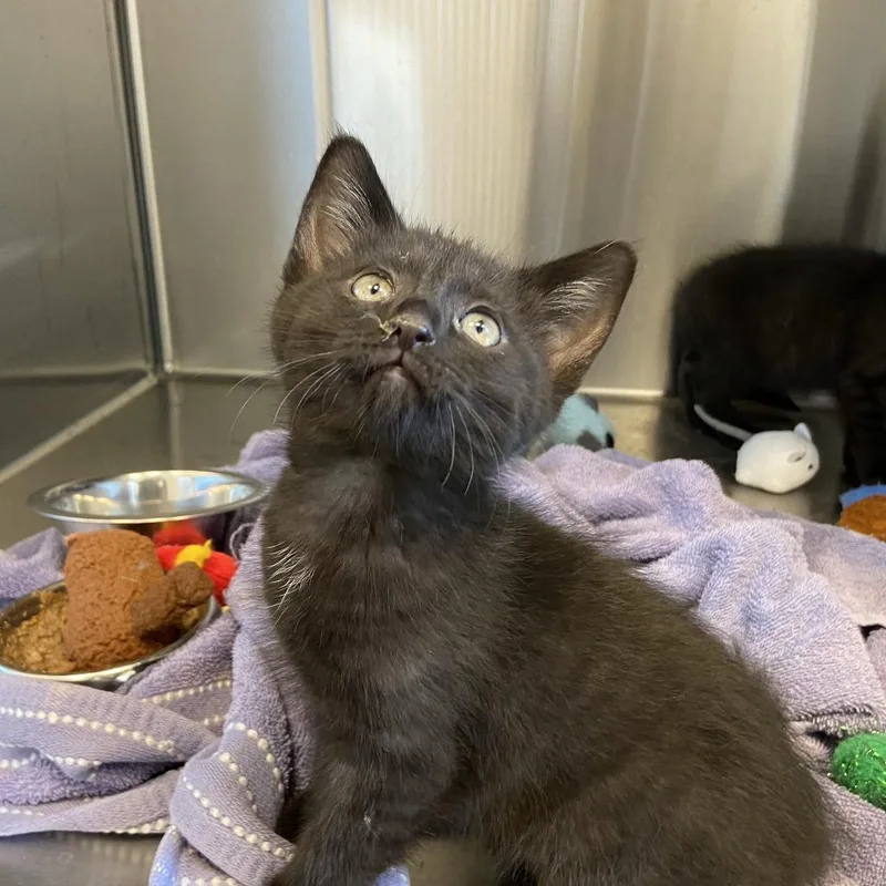 A baby small-sized male Black Domestic Short Hair cat named Meatball for adoption in Washington Township, OH