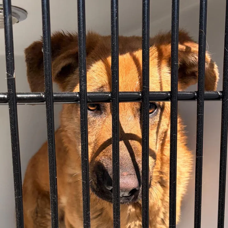 A young medium-sized female Yellow / Tan / Blond / Fawn Mixed Breed dog named Sourdough for adoption in Philadelphia, PA