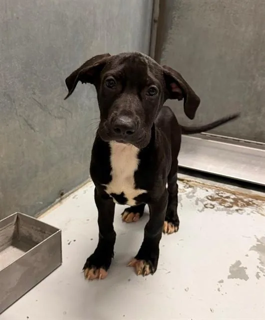 A baby small-sized male Rhodesian Ridgeback dog named Dotcom for adoption in Conroe, TX