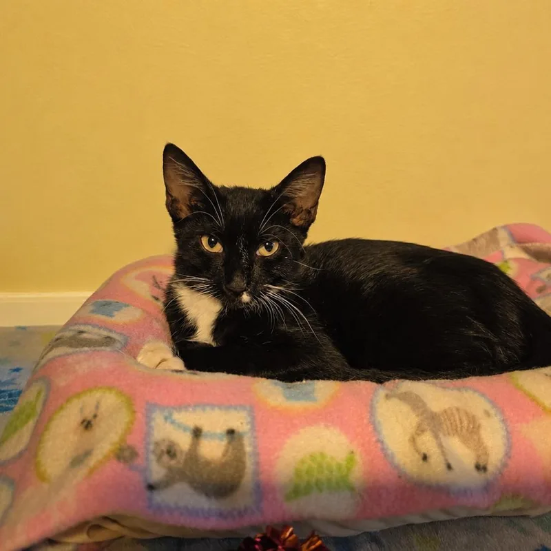 A baby small-sized male Domestic Short Hair cat named Your Majesty for adoption in Port Richey, FL