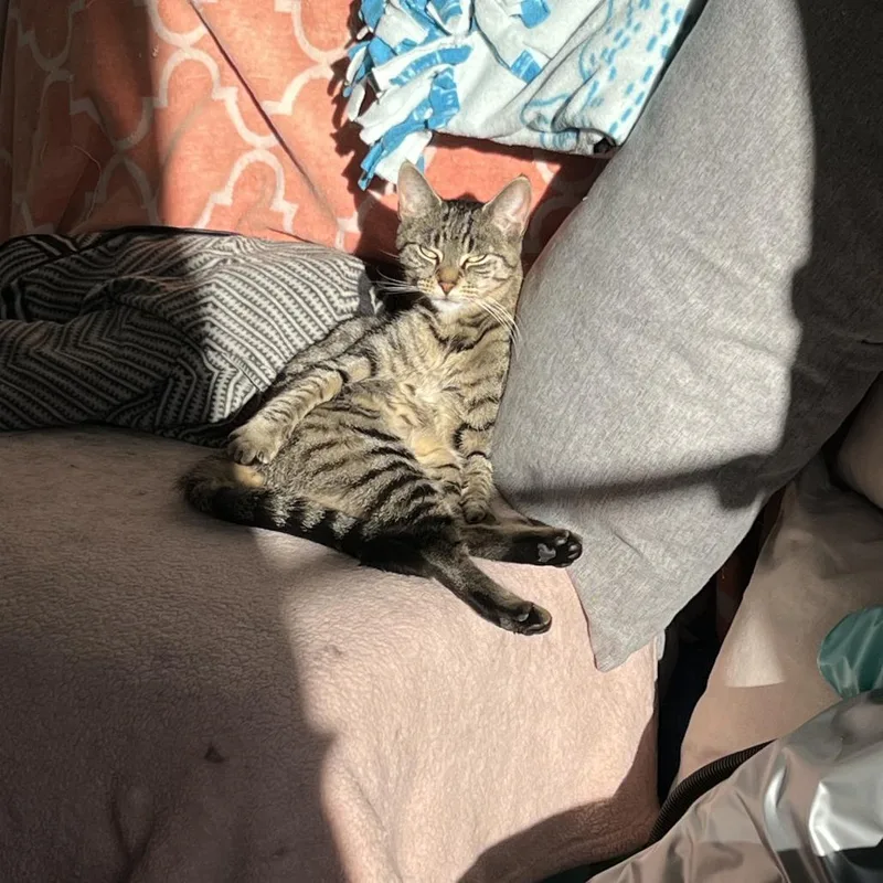 An adult medium-sized male Brown / Chocolate Domestic Short Hair cat named Avery for adoption in Middle Village, NY