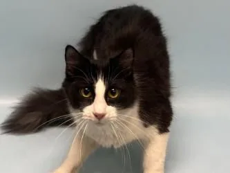 An adult small-sized female Domestic Medium Hair cat named Luna for adoption in Golden Valley, MN