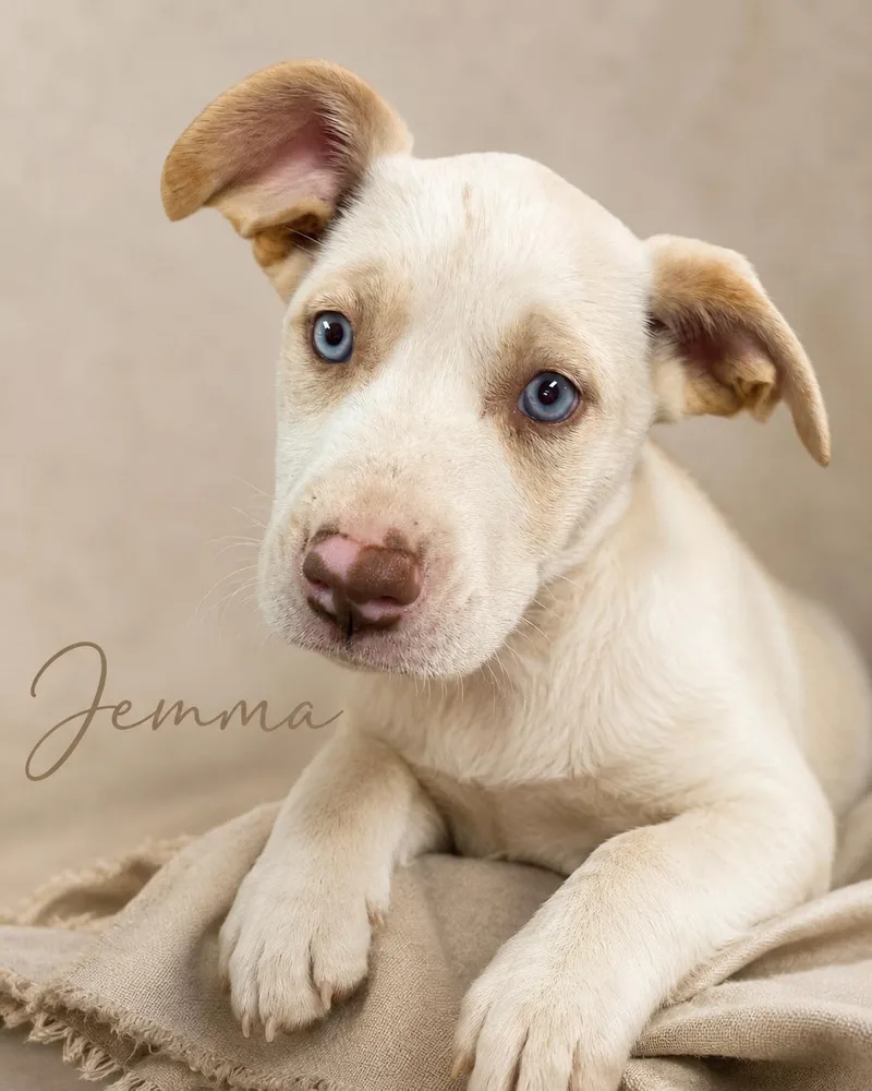 Jemma