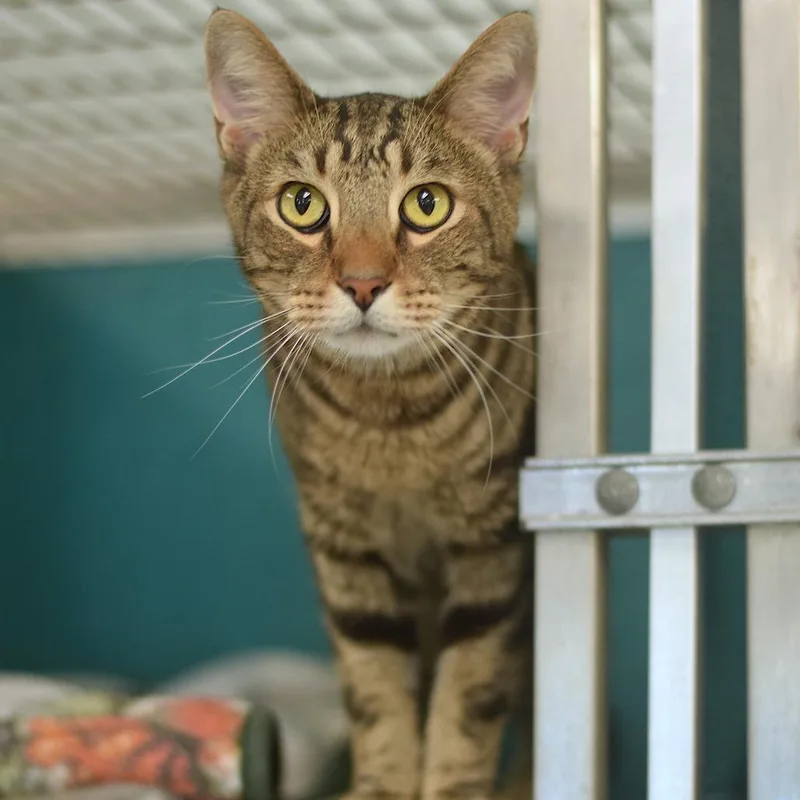 An adult medium-sized male Brown / Chocolate Domestic Short Hair cat named Atticus for adoption in Belleville, IL