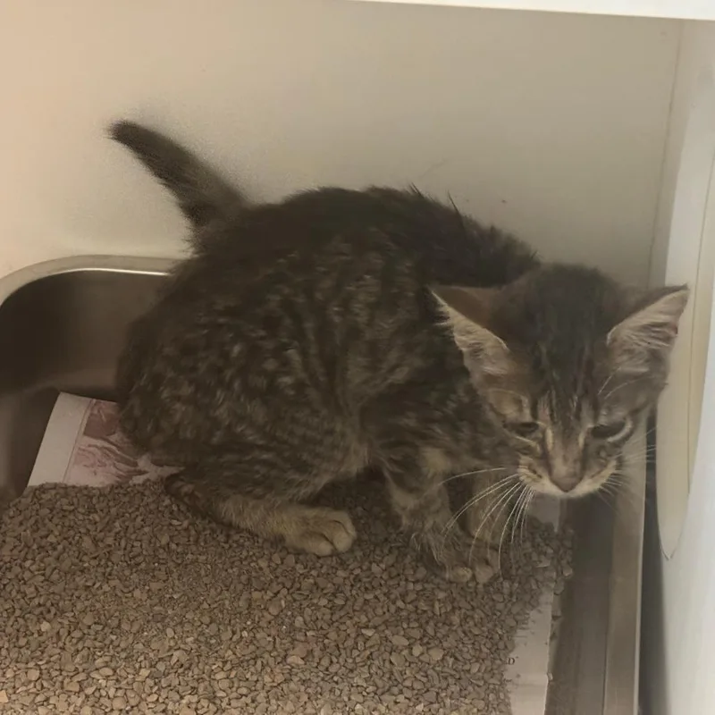 A baby small-sized male Domestic Short Hair cat named Refriderator for adoption in St Joseph, MO