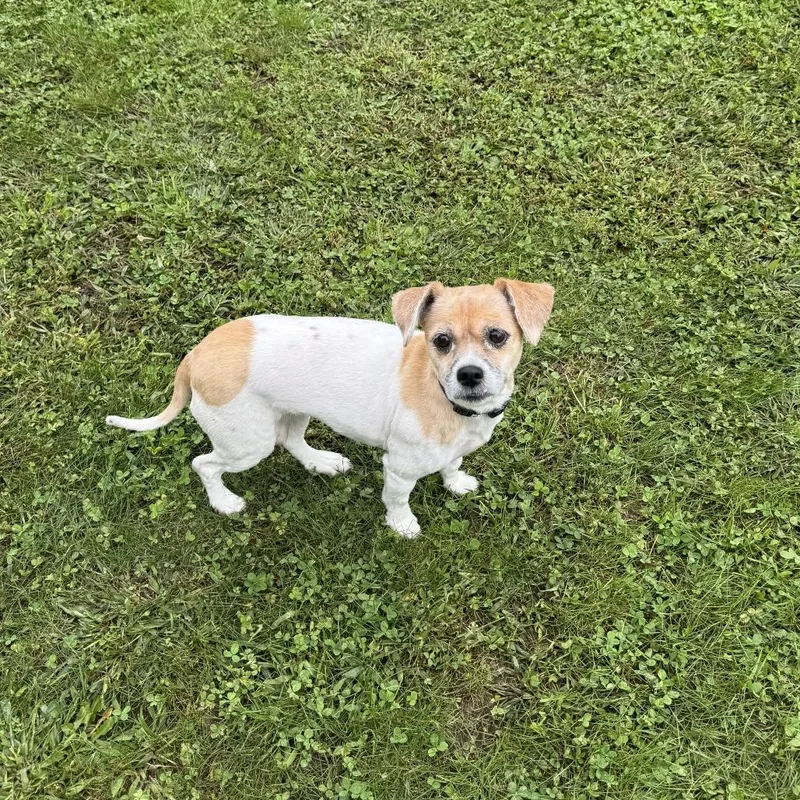 A senior small-sized female Yorkshire Terrier dog named Sugar for adoption in Springfield, MA