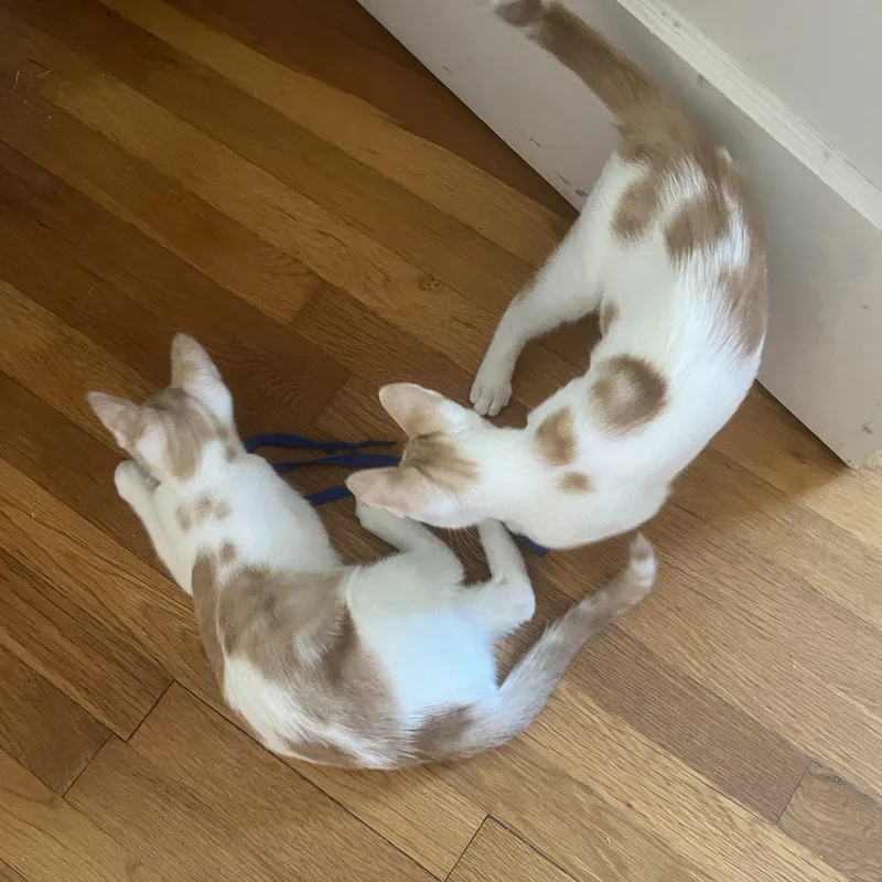 A baby medium-sized male Orange & White Domestic Short Hair cat named Nemo and Nolan for adoption in Sudbury, MA