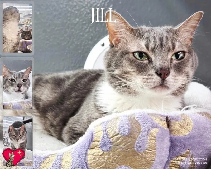 A young medium-sized female Gray & White Domestic Short Hair cat named Jill for adoption in Deltona, FL