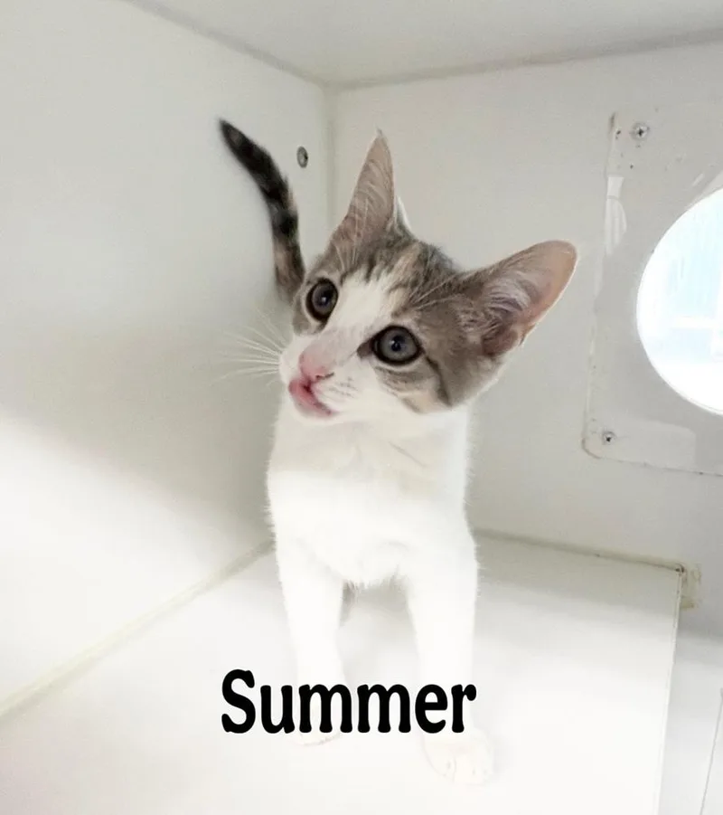 A baby small-sized female Gray & White Domestic Short Hair cat named Summer for adoption in Rochester, IN