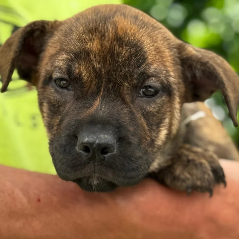 A baby medium-sized female Brindle Labrador Retriever dog named Ny Paddler Avail Jun for adoption in Stormville, NY
