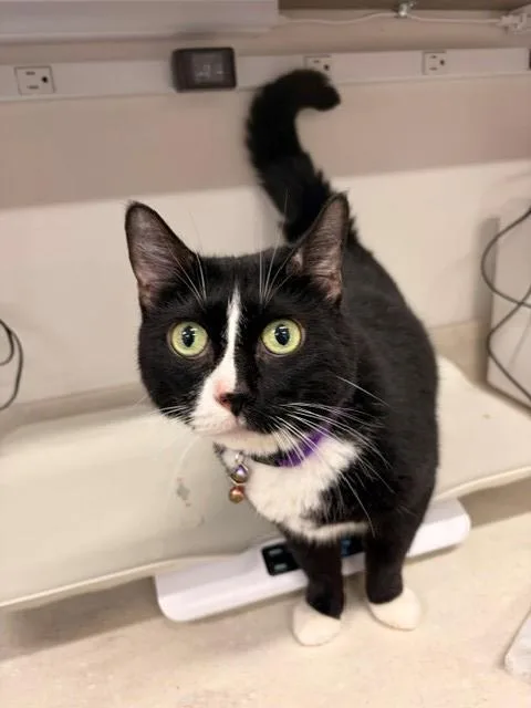 An adult large-sized female Domestic Short Hair cat named Boots for adoption in Baytown, TX