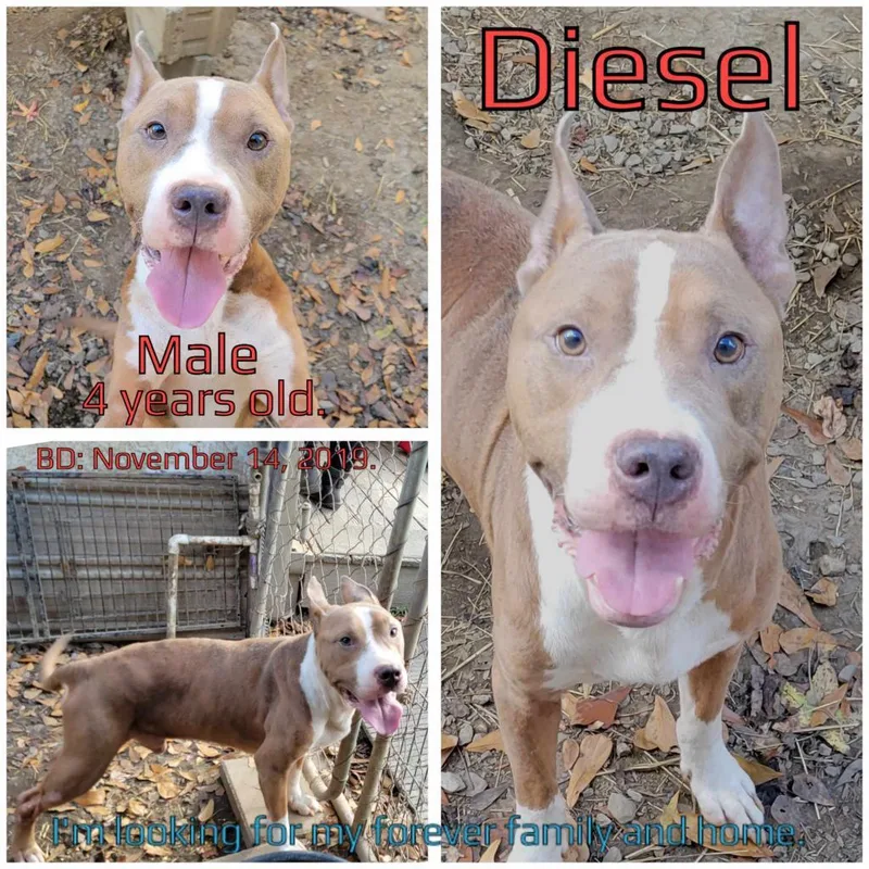 Diesel thumbnail 5