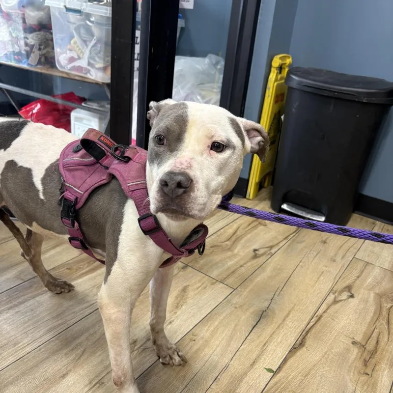 An adult medium-sized female White / Cream Pit Bull Terrier dog named Cosita for adoption in Newark, NJ