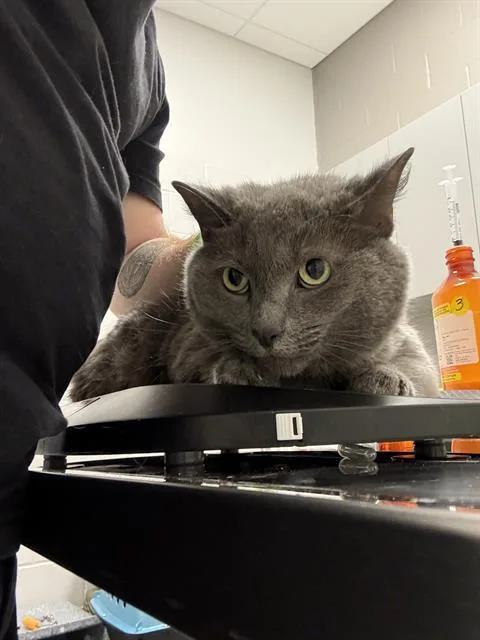 A young small-sized female Domestic Short Hair cat named Cinder for adoption in Indianapolis, IN