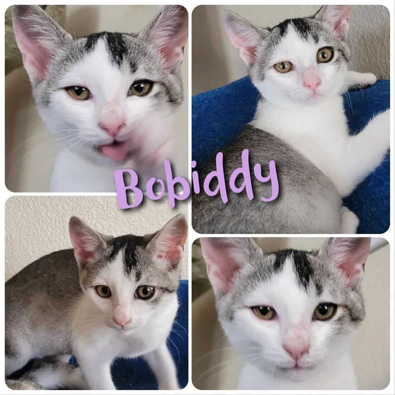 A baby small-sized female Tabby (Gray / Blue / Silver) Domestic Short Hair cat named Bobiddy for adoption in Hollister, CA