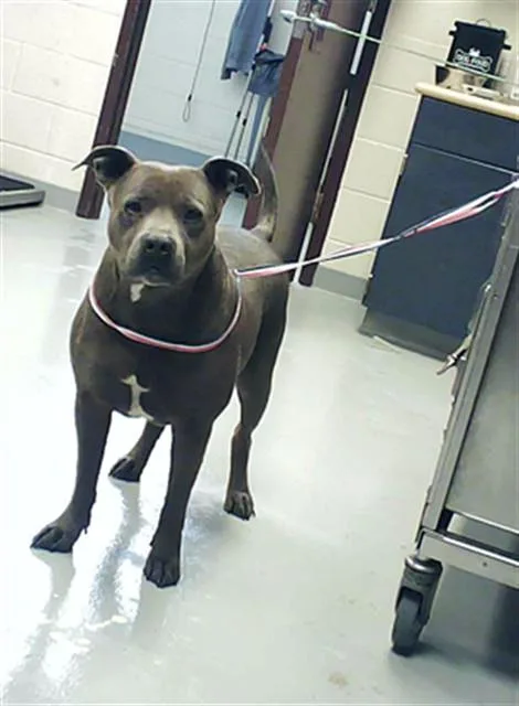 An adult large-sized male Pit Bull Terrier dog named Blue for adoption in Fayetteville, NC