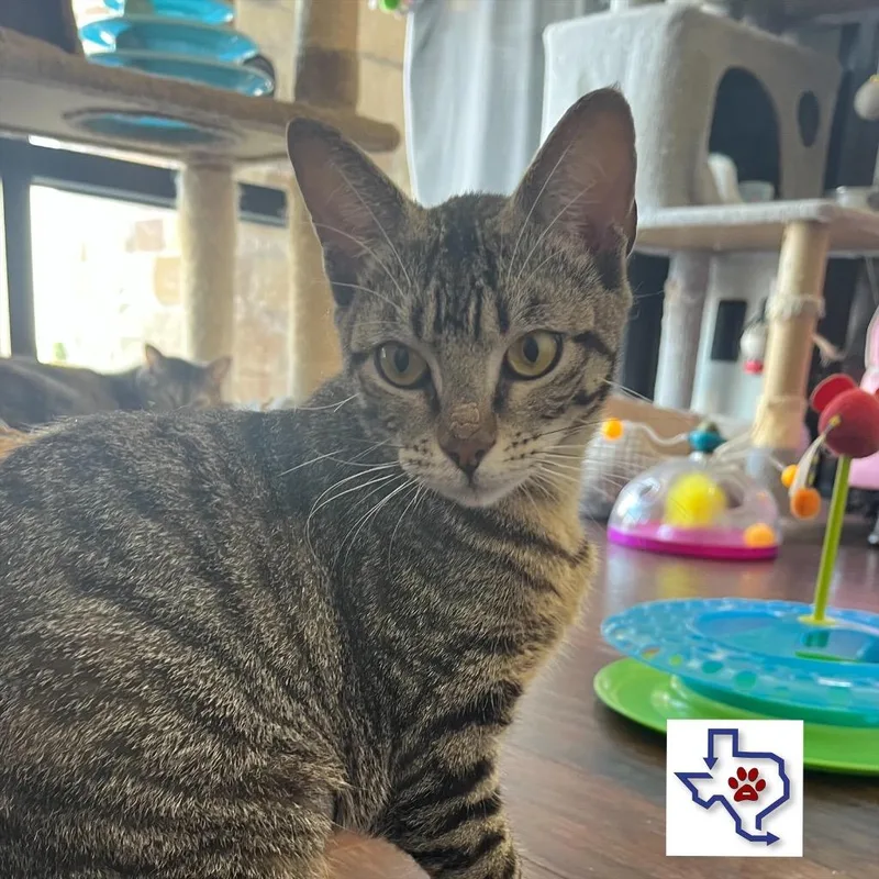 A baby medium-sized female Domestic Short Hair cat named Liberty for adoption in Houston, TX