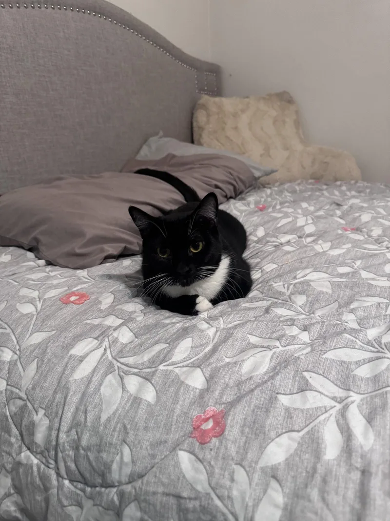 An adult medium-sized female Black & White / Tuxedo Domestic Short Hair cat named Beatrice for adoption in Alpharetta, GA