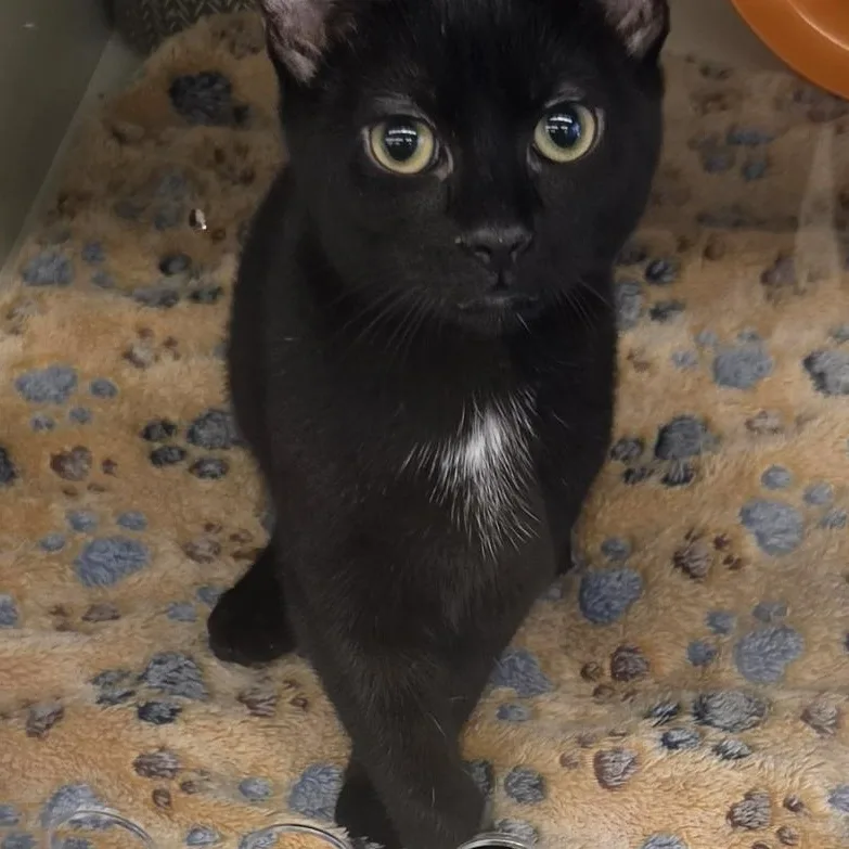 A baby medium-sized female Black Domestic Short Hair cat named Ember for adoption in Green Brook, NJ