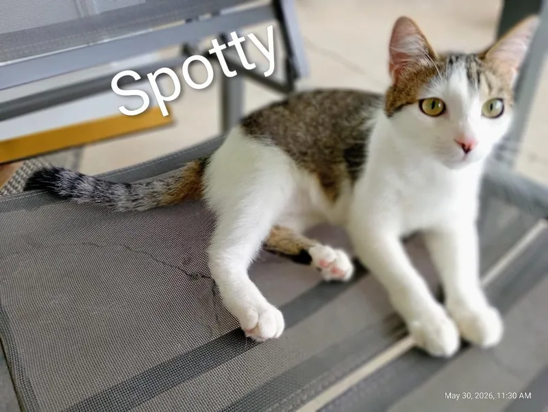 A baby medium-sized male Domestic Short Hair cat named Spotty for adoption in Saint James, MN