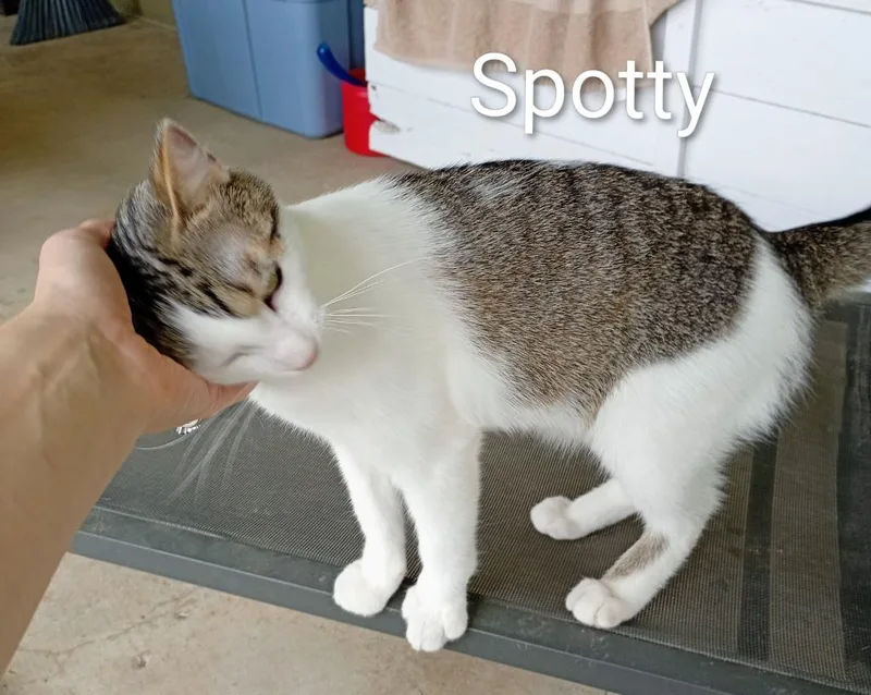 Spotty thumbnail 2