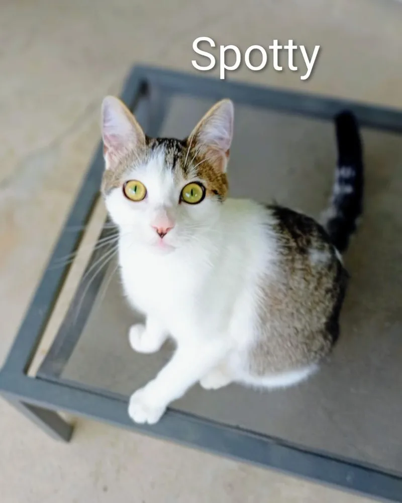 Spotty thumbnail 3
