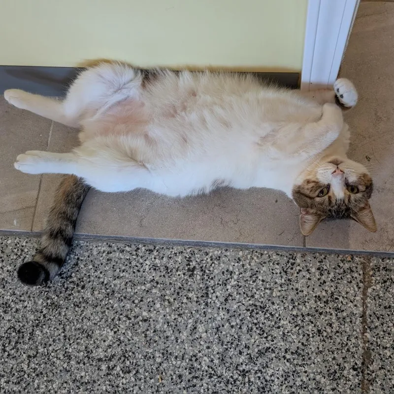 O'malley thumbnail 3