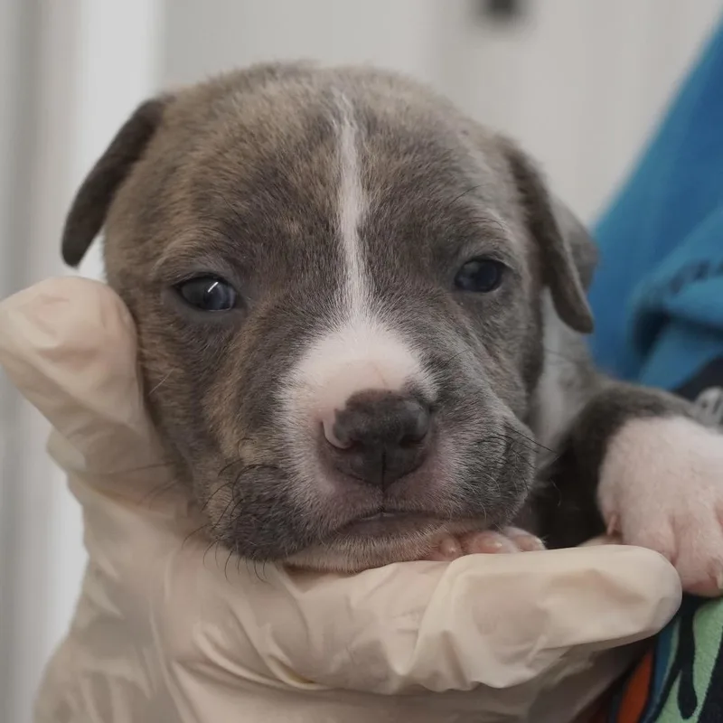 A baby small-sized male Gray / Blue / Silver Hound dog named Miami Puppy  Croc for adoption in Fairfax Station, VA