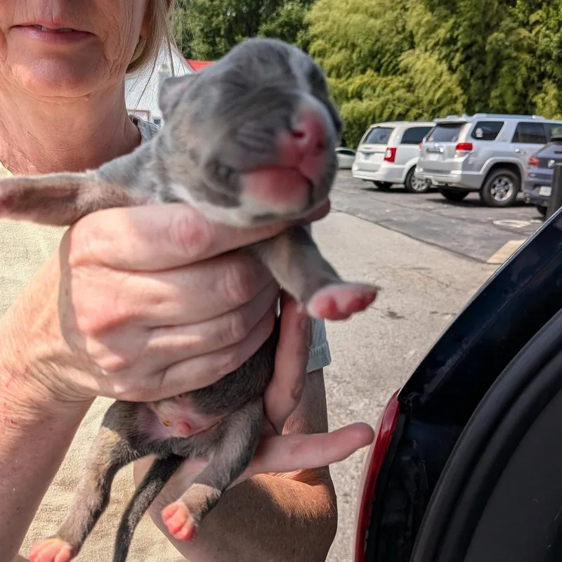 Miami Puppy  Croc thumbnail 2