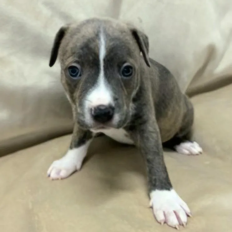Miami Puppy  Croc thumbnail 4