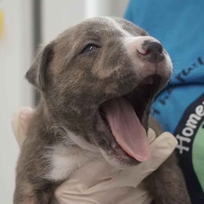 Miami Puppy  Croc thumbnail 5