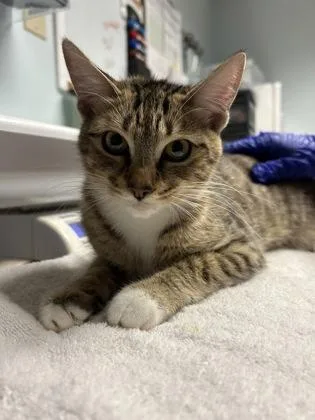 An adult small-sized female Domestic Short Hair cat named Nissan for adoption in Largo, FL