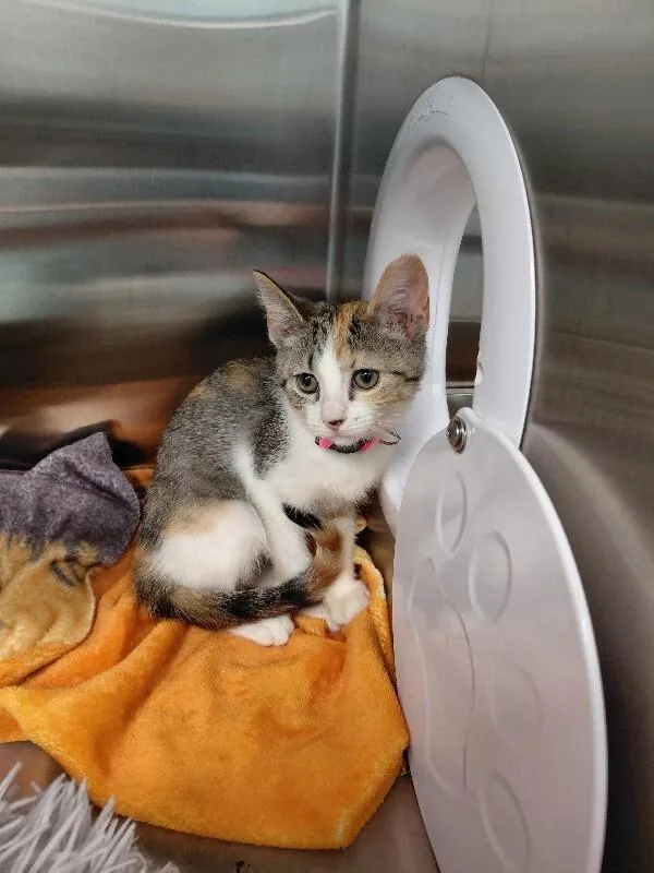 A young medium-sized female Calico Domestic Short Hair cat named Clara for adoption in bellefontaine, OH