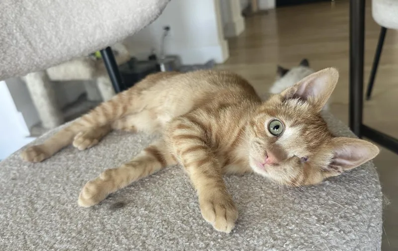 A baby small-sized male Orange / Red Domestic Short Hair cat named Gary for adoption in La Jolla, CA